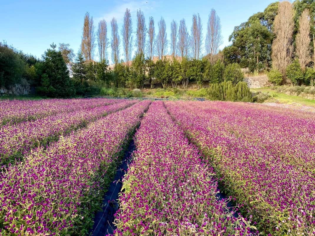 Cantinho das Aromáticas — imagem 3