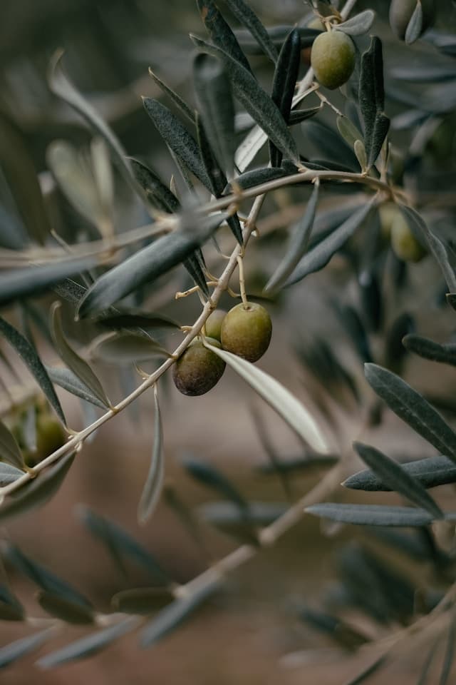 Azeitonas Portuguesas