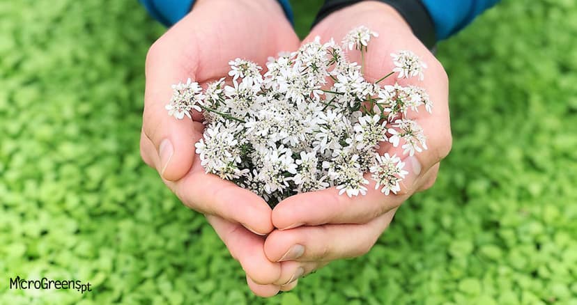 Microgreens 2