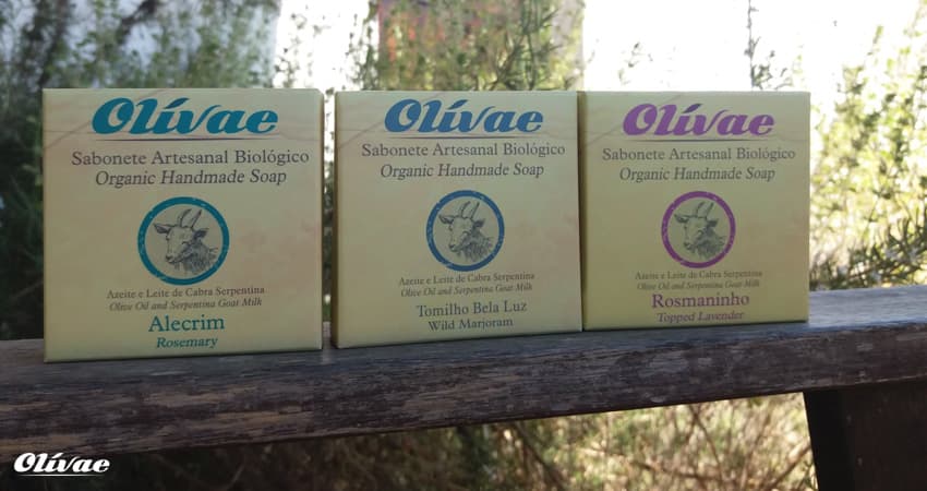 Olivae