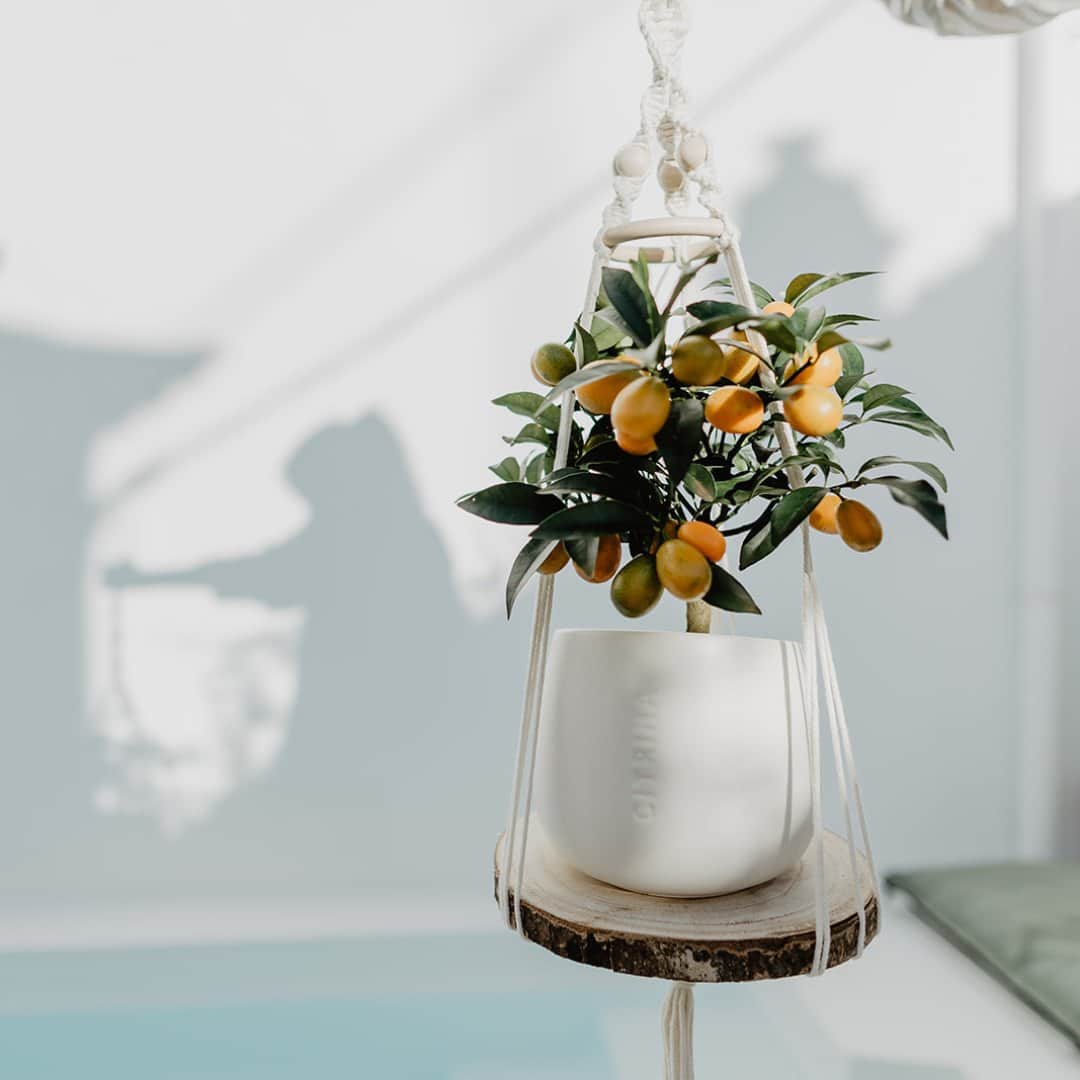 Citrina — imagem 2